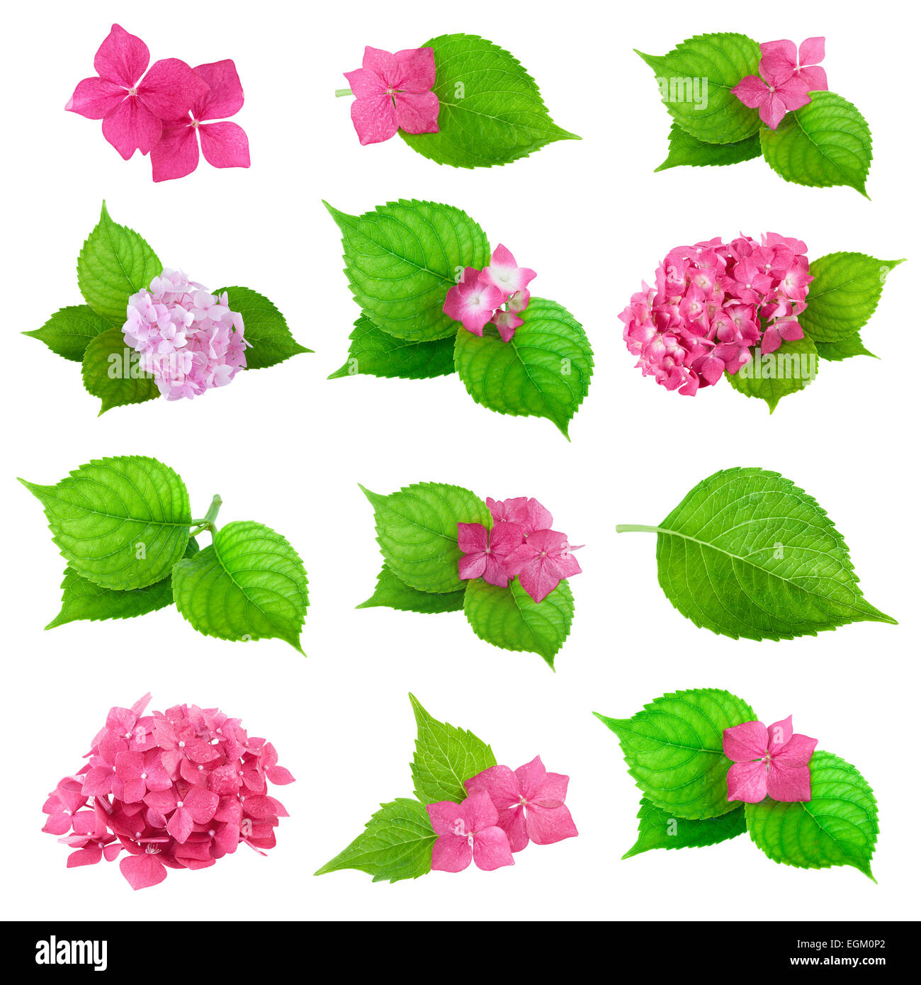 grüne Blatt Blume Hortensie Frühjahrskollektion Stockfoto