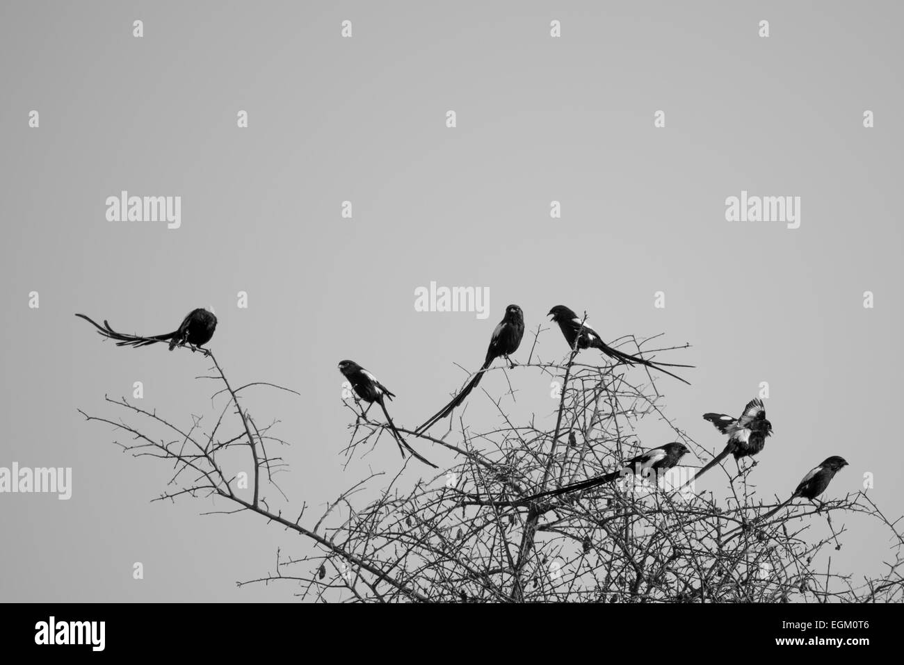 Eine Gruppe von Elster Würgern in einer Baumkrone am frühen Morgen. Stockfoto