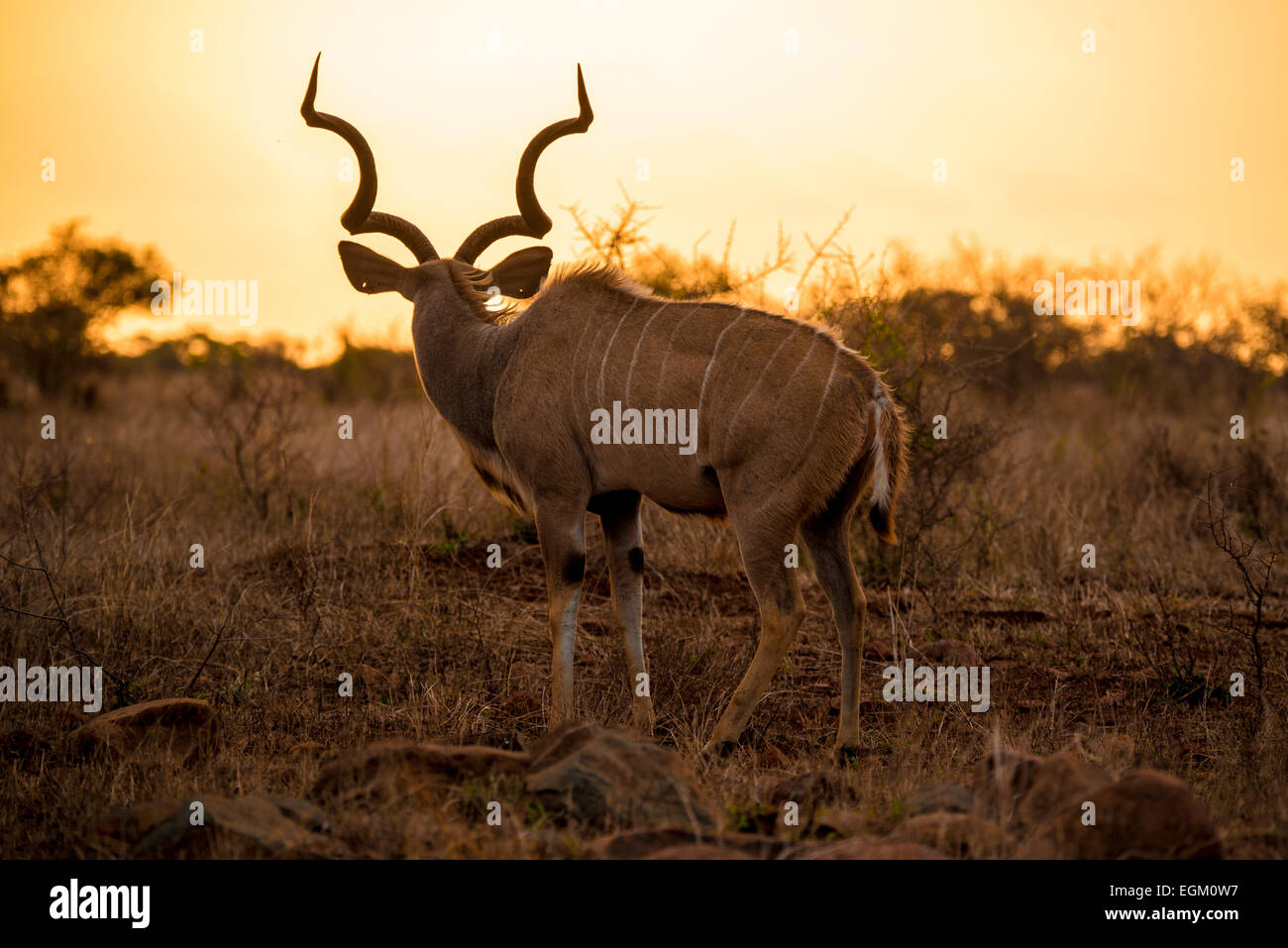 Eine beeindruckende männlichen Kudu, schauen Sie in den Sonnenuntergang. Stockfoto