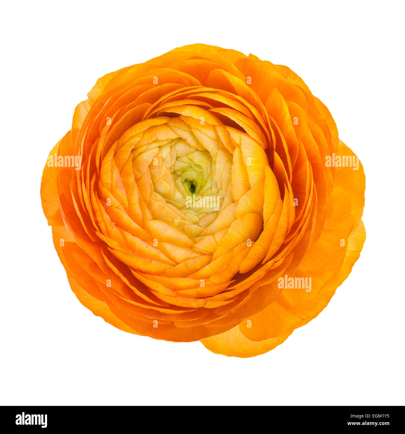 Orangefarbene Blume isoliert auf weiss Stockfoto