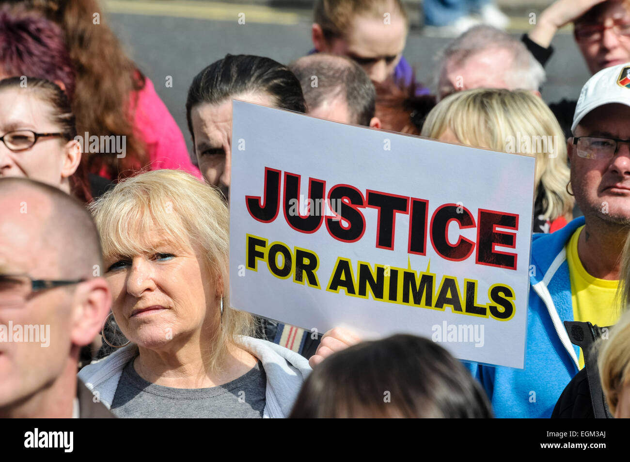 Belfast, Nordirland. 27. April 2014 - versammeln sich Hunderte von Menschen zu einer Kundgebung, die Ende der Tierquälerei und strengere Vorschriften für Täter fordert. Stockfoto