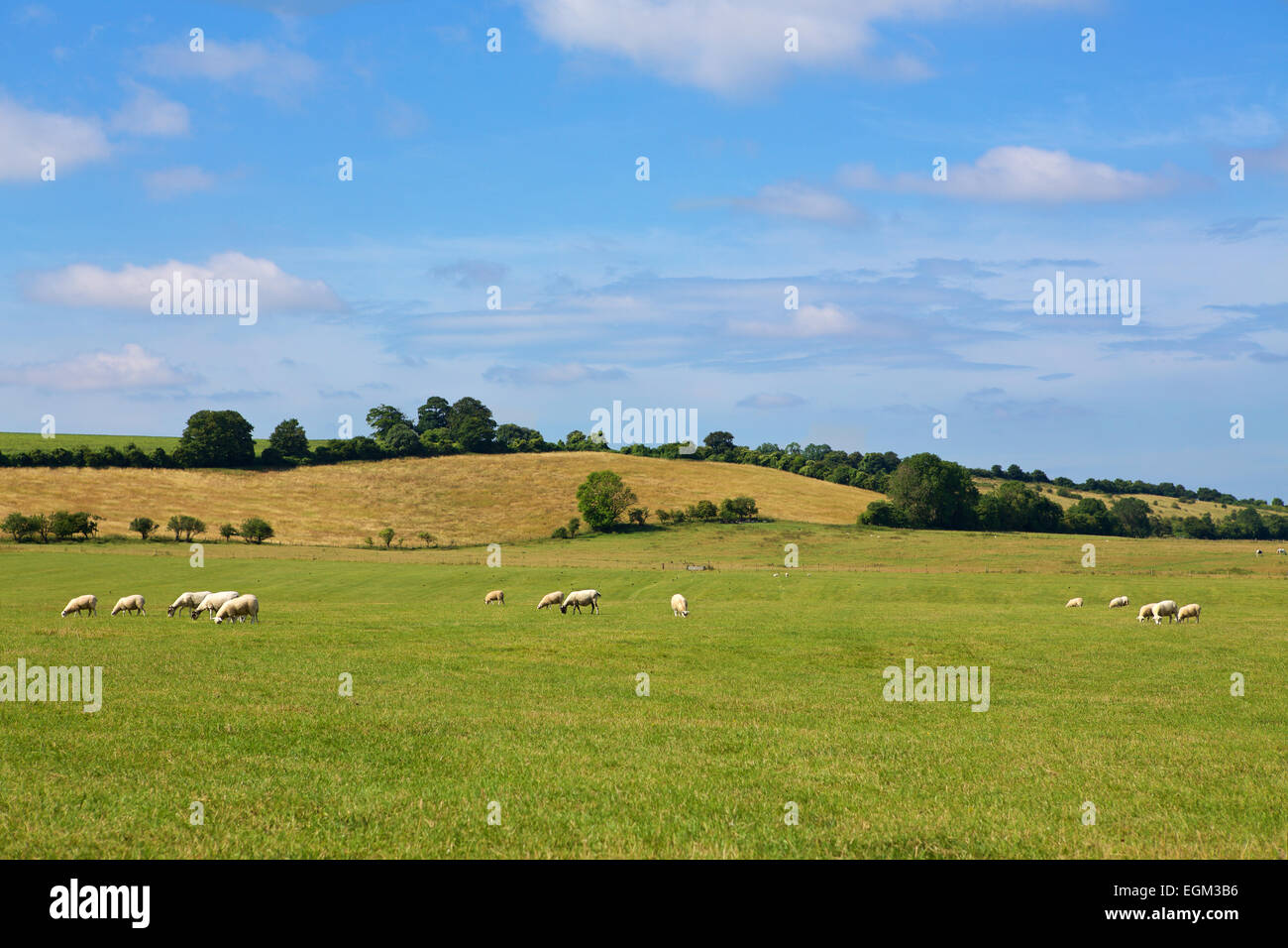 Grasender Schafe auf Ackerland in Hampshire. Stockfoto