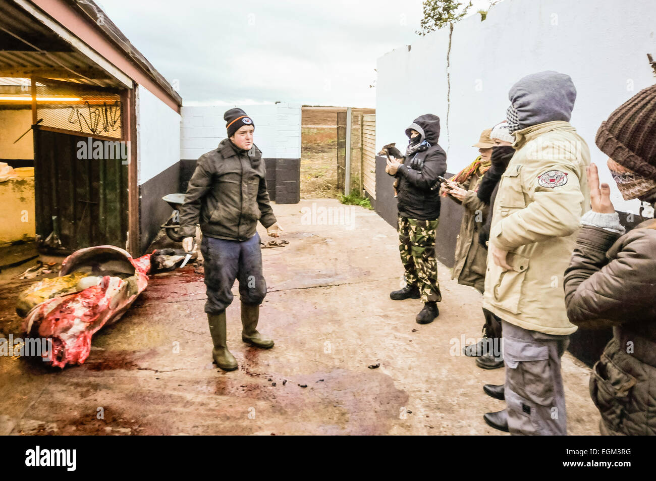 Comber, Nordirland, 25.10.2014 - ein Jäger nähert Jagd Saboteure mit einem Messer, wie sie im Norden Kennels unten Jagd protestieren Stockfoto