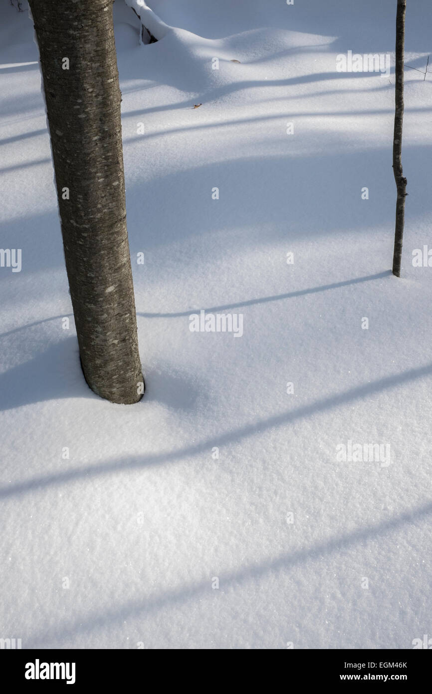 Schnee mit zwei Bäumen Stockfoto
