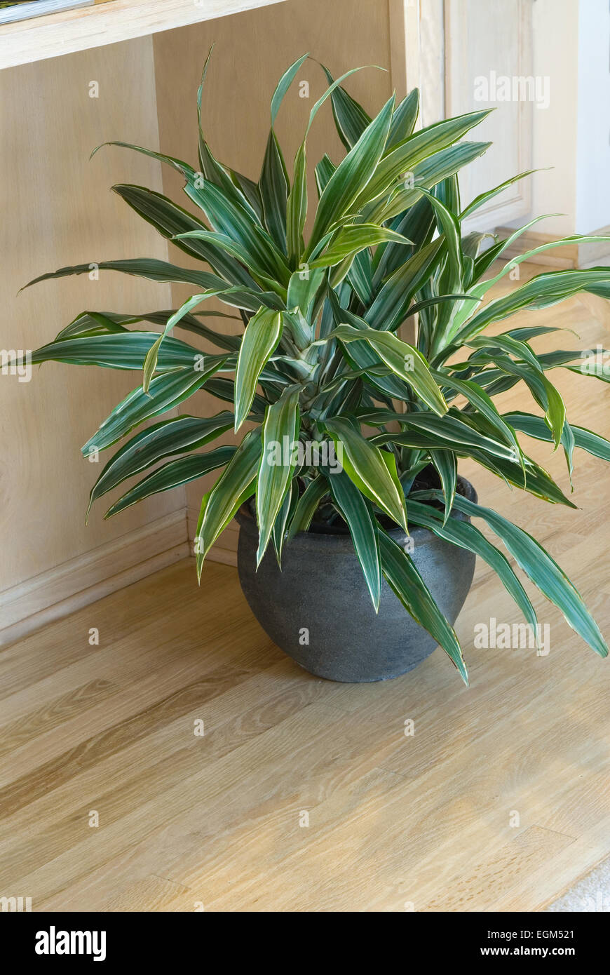 DRACENA Warneckii im Stock-container Stockfotografie - Alamy