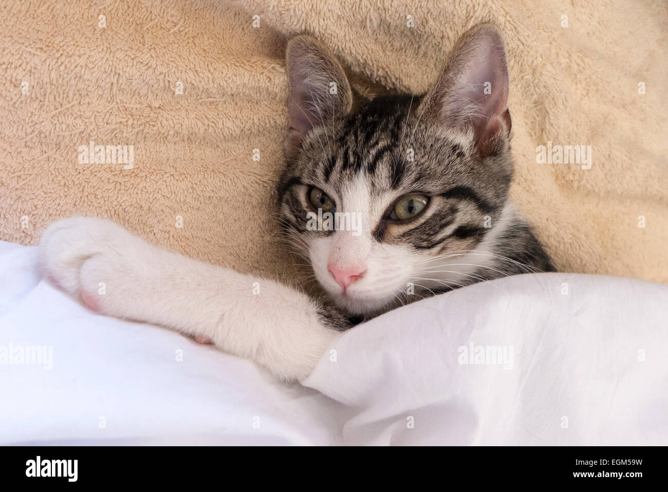 Kätzchen Sie im Bett unter dem Deckmantel. Stockfoto