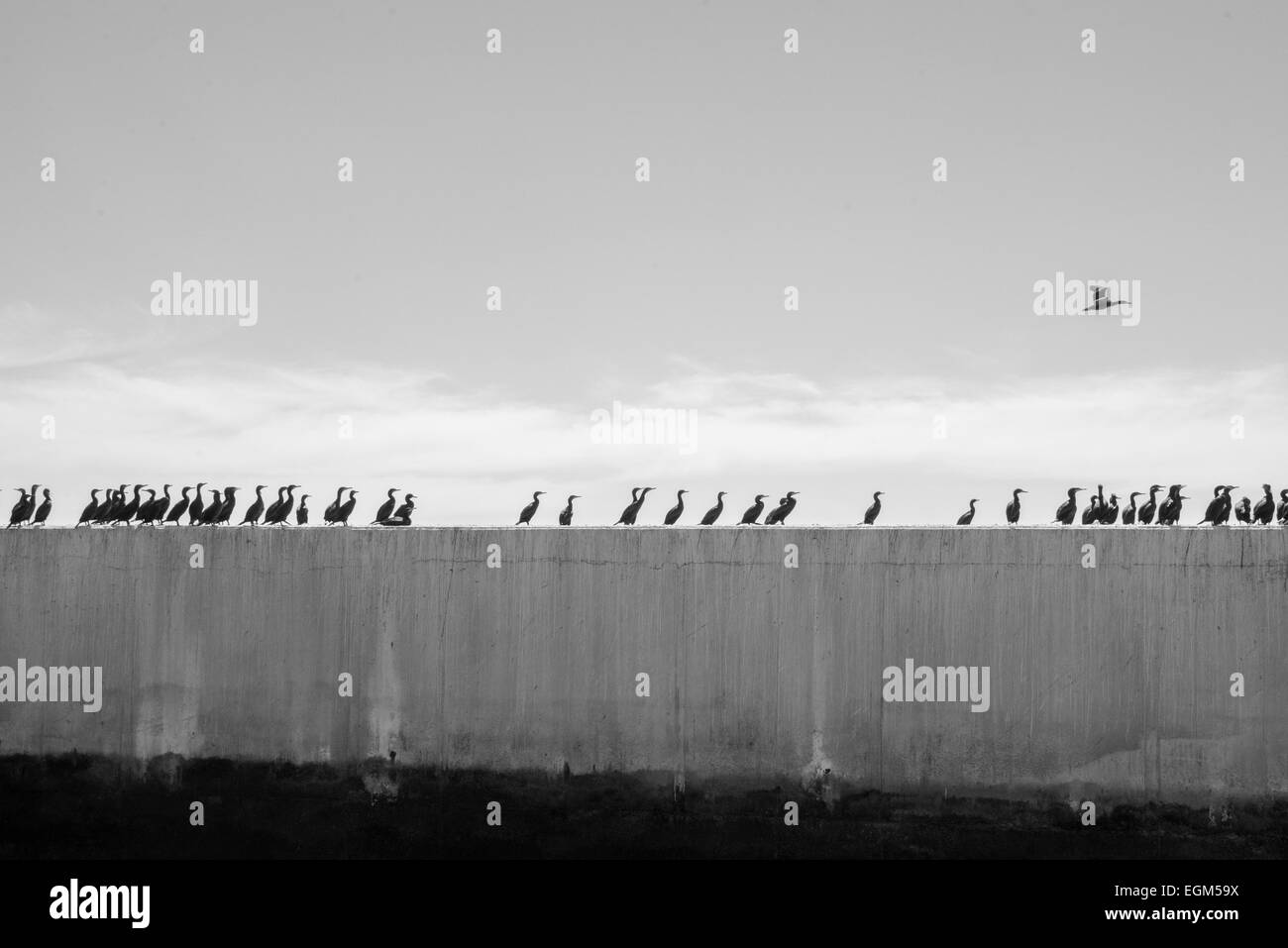 Eine Reihe von Kormoranen auf Beton. Stockfoto