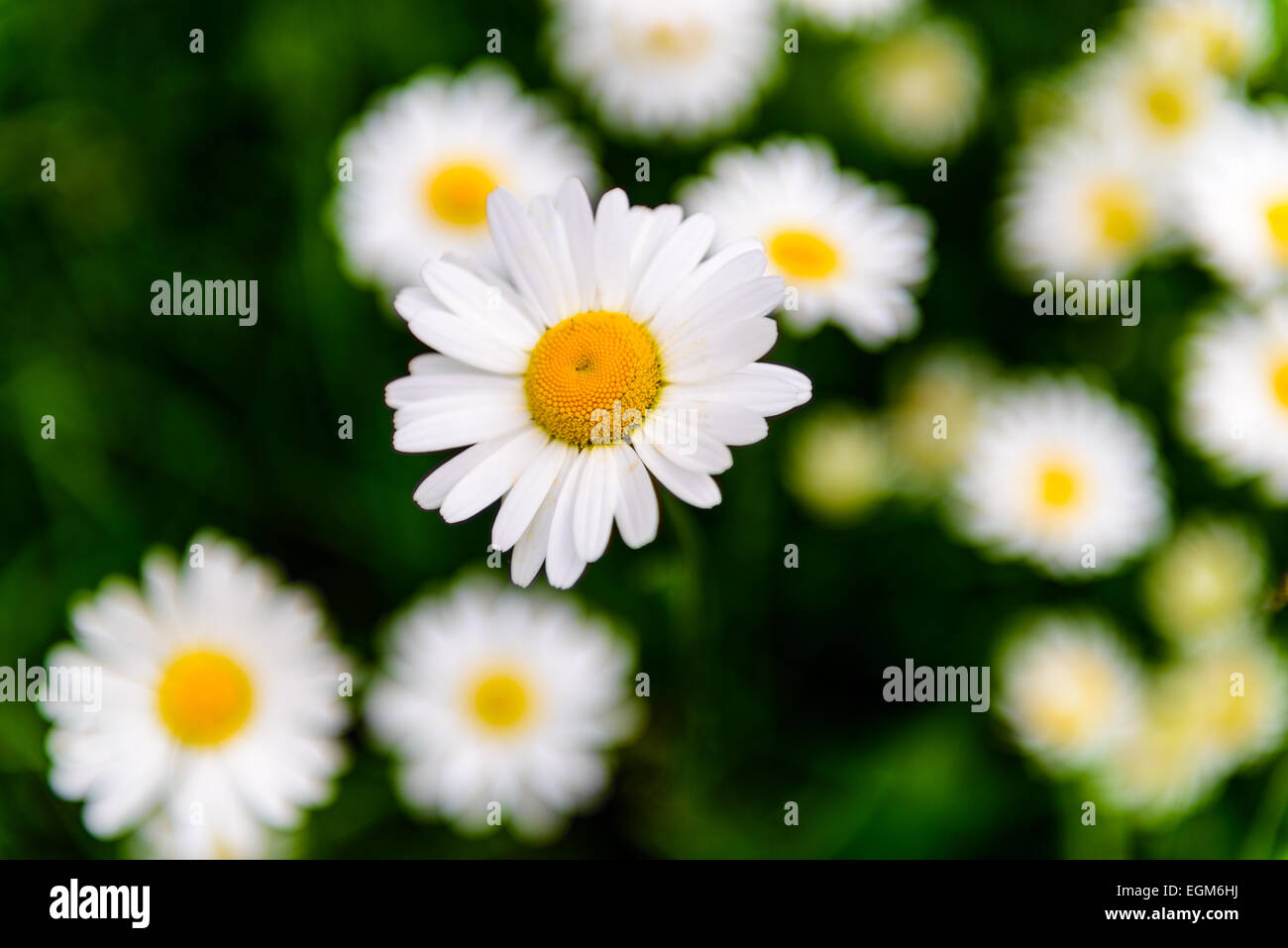 Nahaufnahme von Kamillenblüten Stockfoto