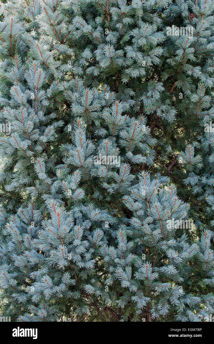 Blau-Fichte (Picea Pungens "Iseli Fastigate"). Stockfoto