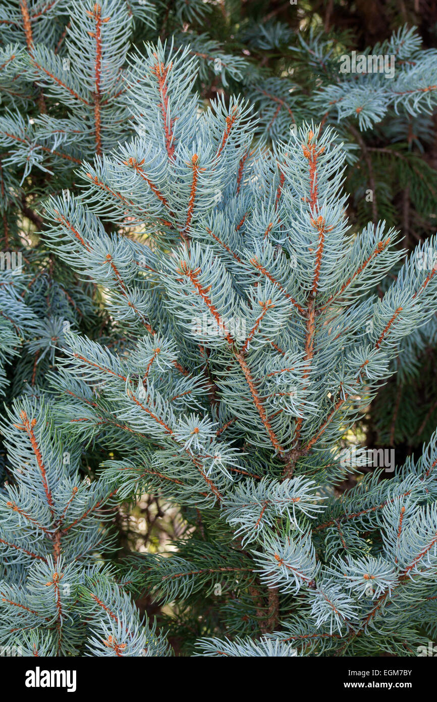 Blau-Fichte (Picea Pungens "Iseli Fastigate"). Stockfoto