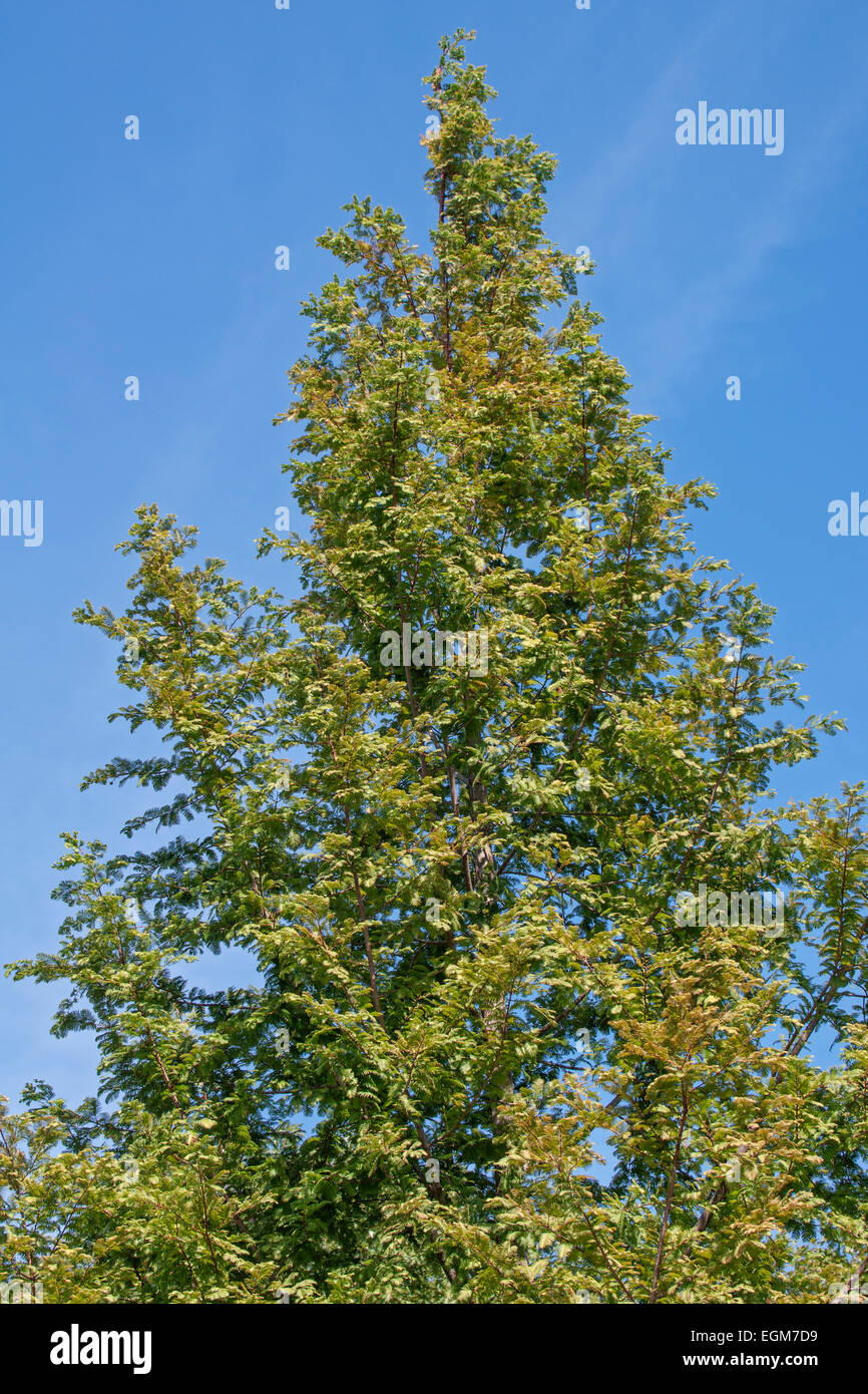 Dämmerung-Rotholz (Metasequoia Glyptostroboides "Ogon") Stockfoto