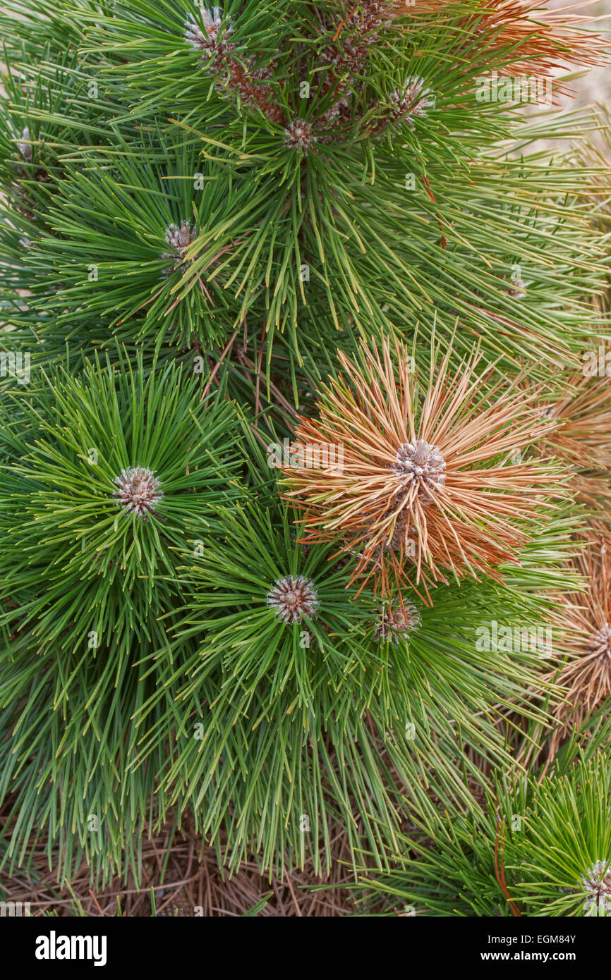 Japanischen Schwarzkiefern (Pinus Thunbergii "Thunderhead"). Stockfoto