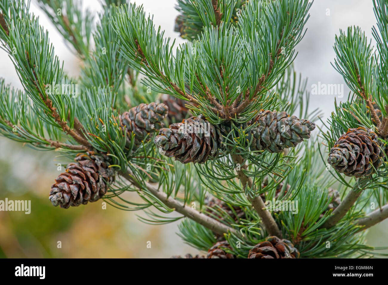 Japanische Weymouths-Kiefer (Pinus Parviflora "Cleary") Stockfoto