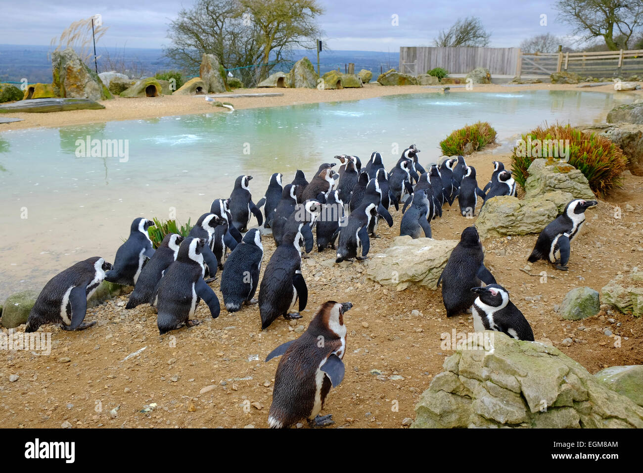 Pinguin-Kolonie im Zoo Whipsnade, Bedfordshire, England (nur zur redaktionellen Verwendung) Stockfoto