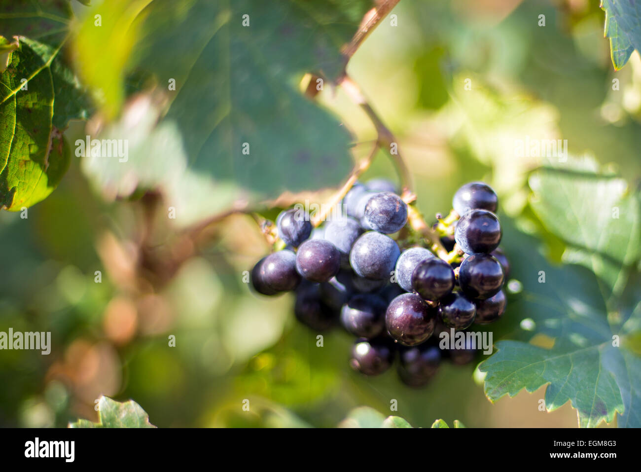 Eine kleine Gruppe von Trauben auf einem Weingut. Stockfoto