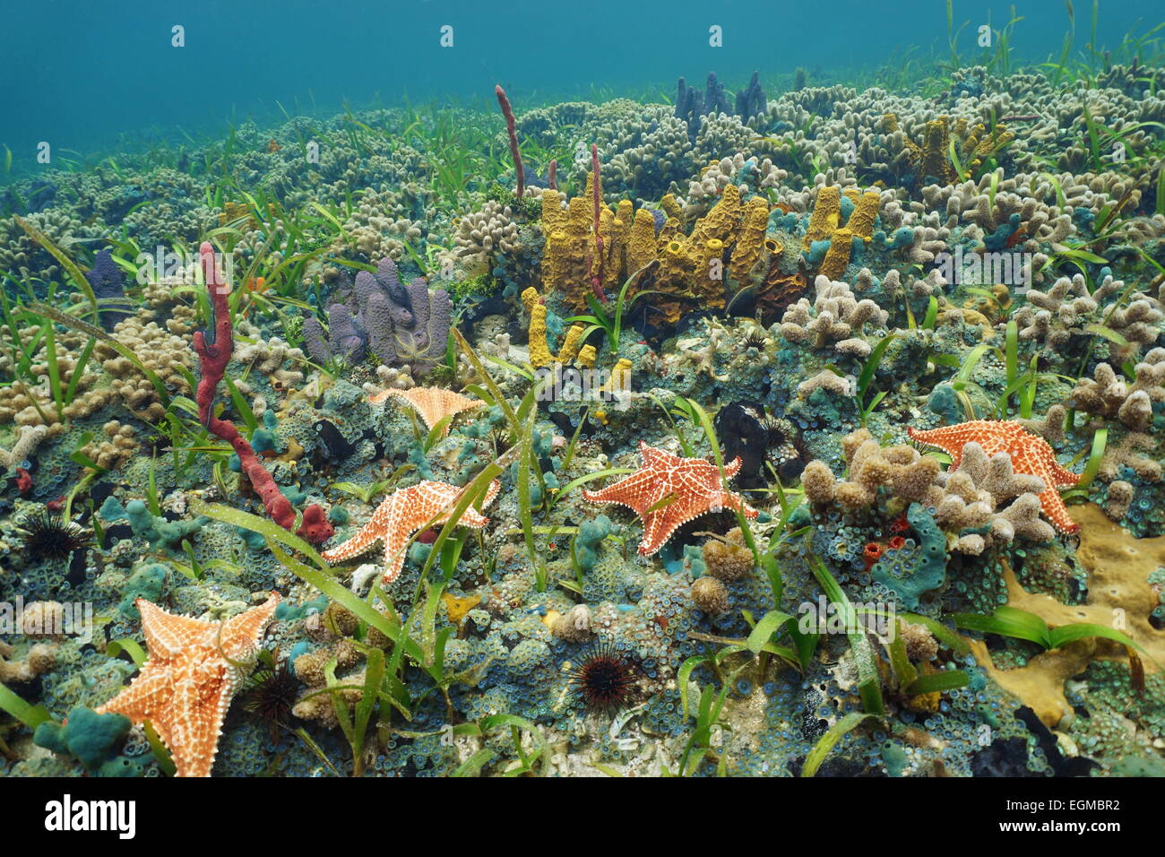 Bunte Meeresboden mit Seestern und Meer Schwamm in einem karibischen Korallenriff, natürliche Szene Stockfoto
