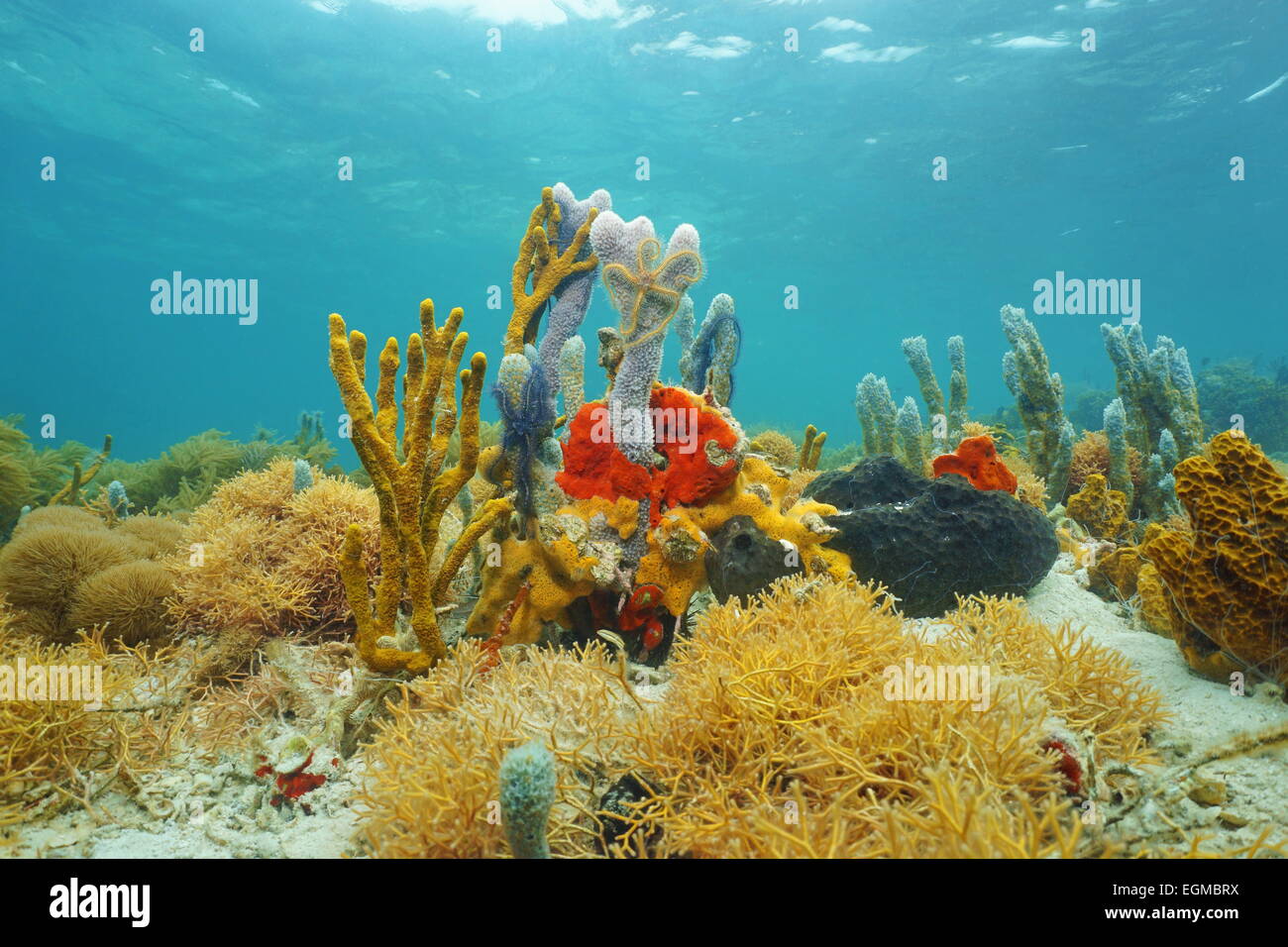 Bunte Schwämme unter Wasser am Meeresgrund des karibischen Meeres Stockfoto