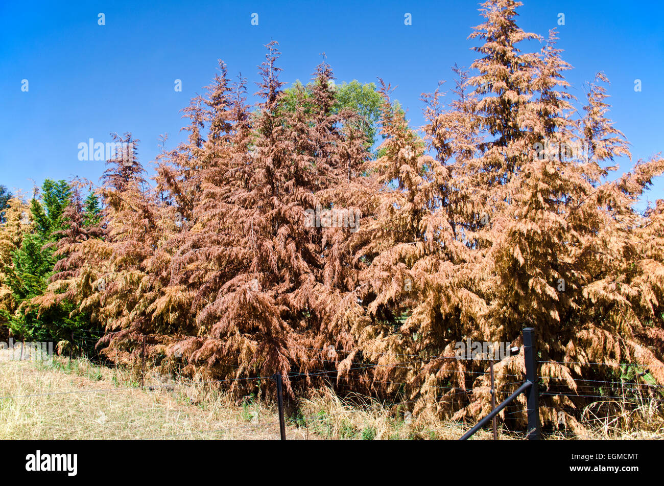 Eine Reihe von sterbenden Kiefer Bäume Currabubula NSW Australia Stockfoto