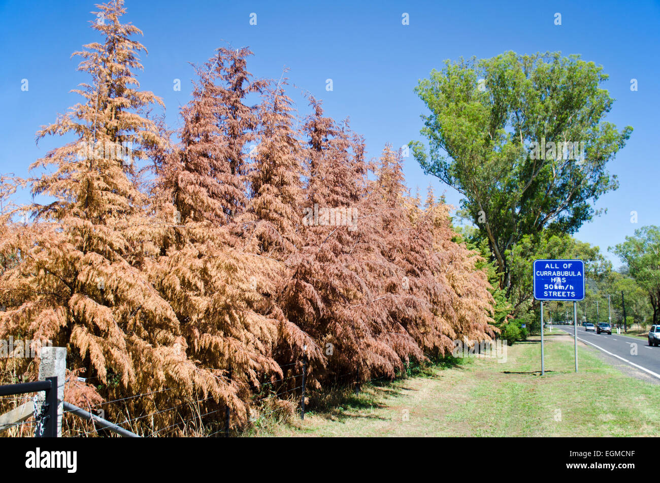 Dürre betroffenen Kiefer, die Bäume einen Virus Currabubula NSW Australia erlegen Stockfoto