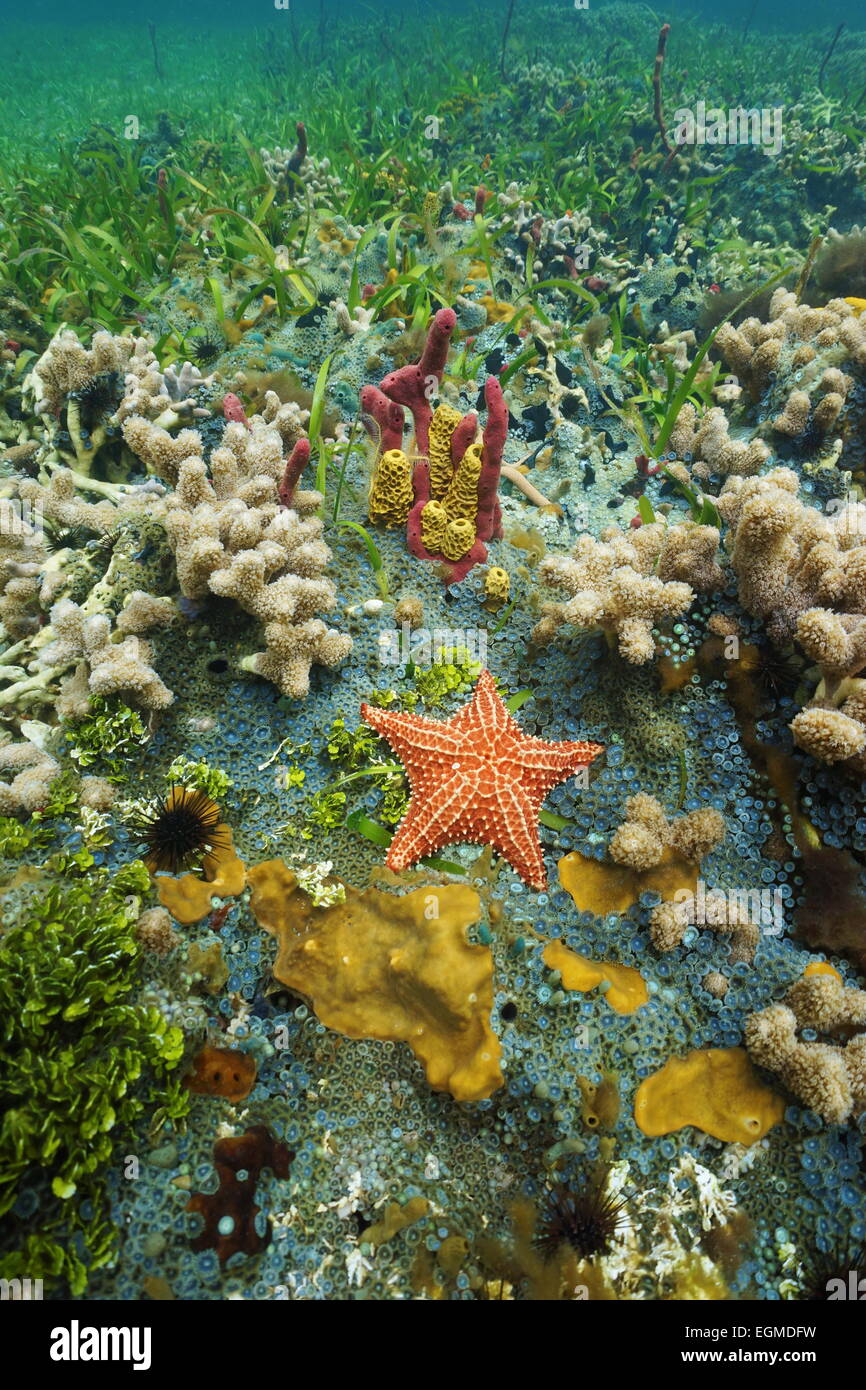 Bunte Unterwasserwelt Unterwasserwelt auf dem Meeresboden mit Kissen Seestern, Korallen und Schwamm, Karibik Stockfoto