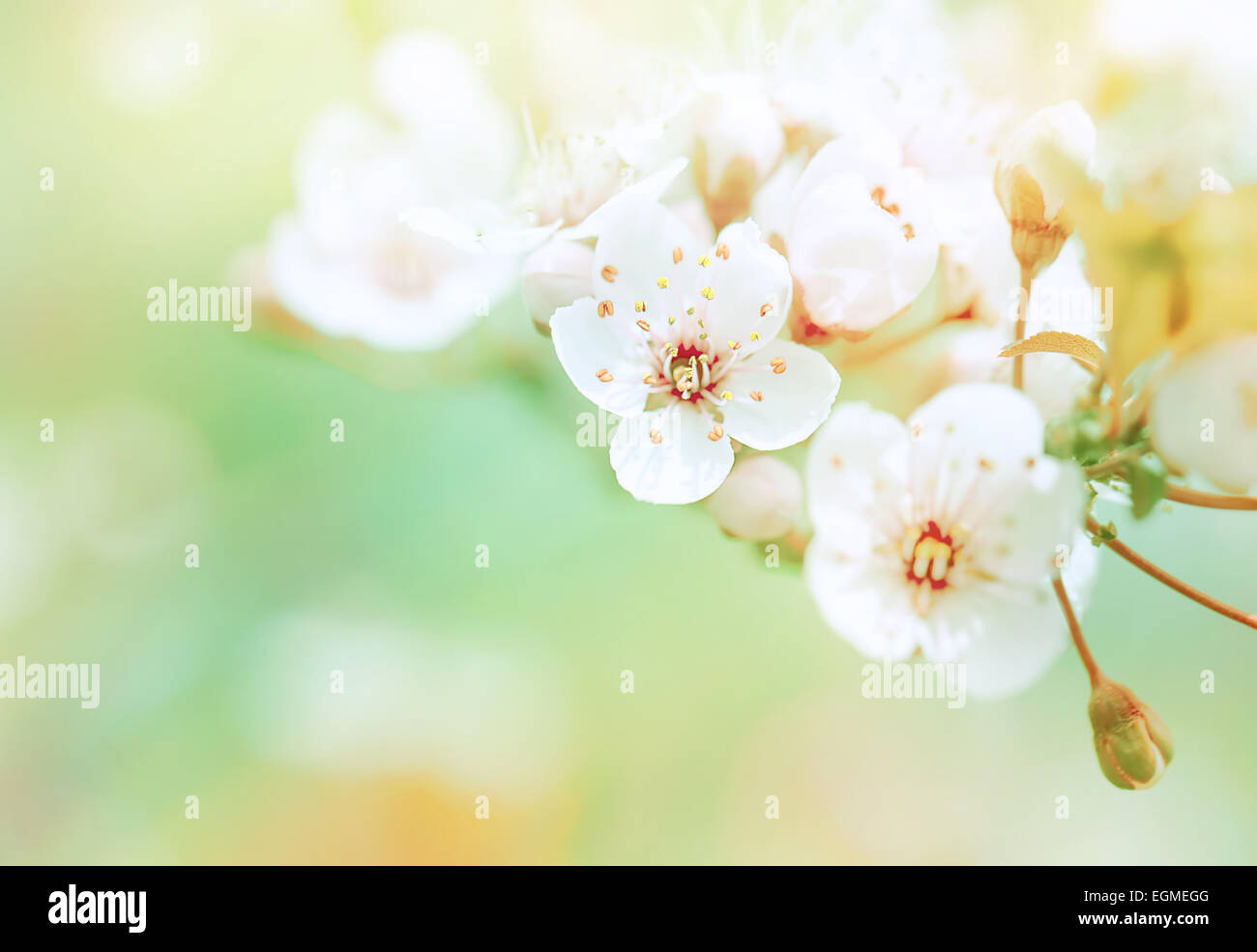Schöne blühende, sanfte weiße frische Kirschbaum Frühlingsblumen Grenzen an grünen Weichzeichner Hintergrund, Frühling Zeit Konzept Stockfoto