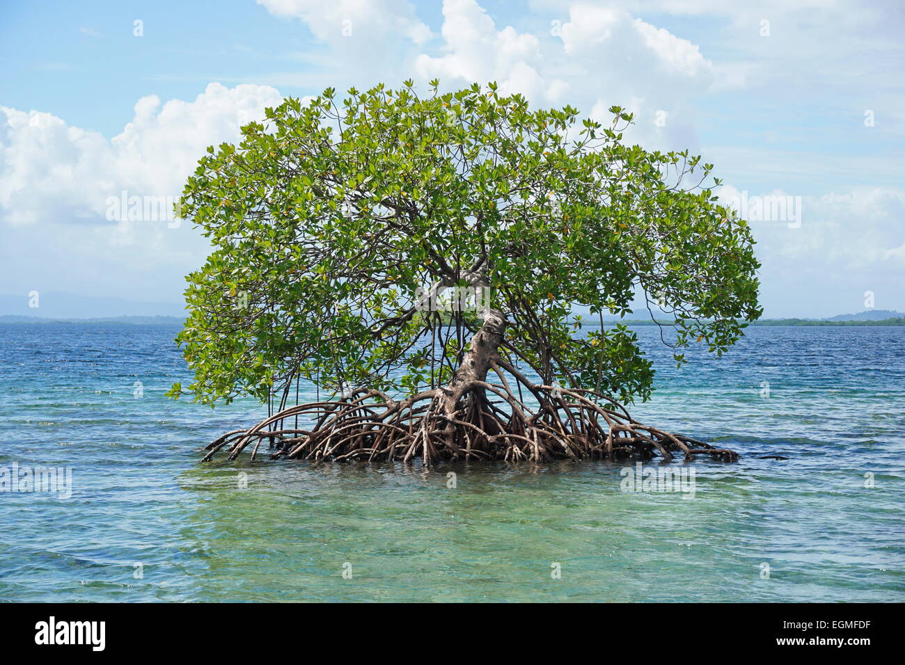Einsame Mangrove Tree, Rhizophora mangle, im Wasser der Karibik, Panama, Mittelamerika Stockfoto