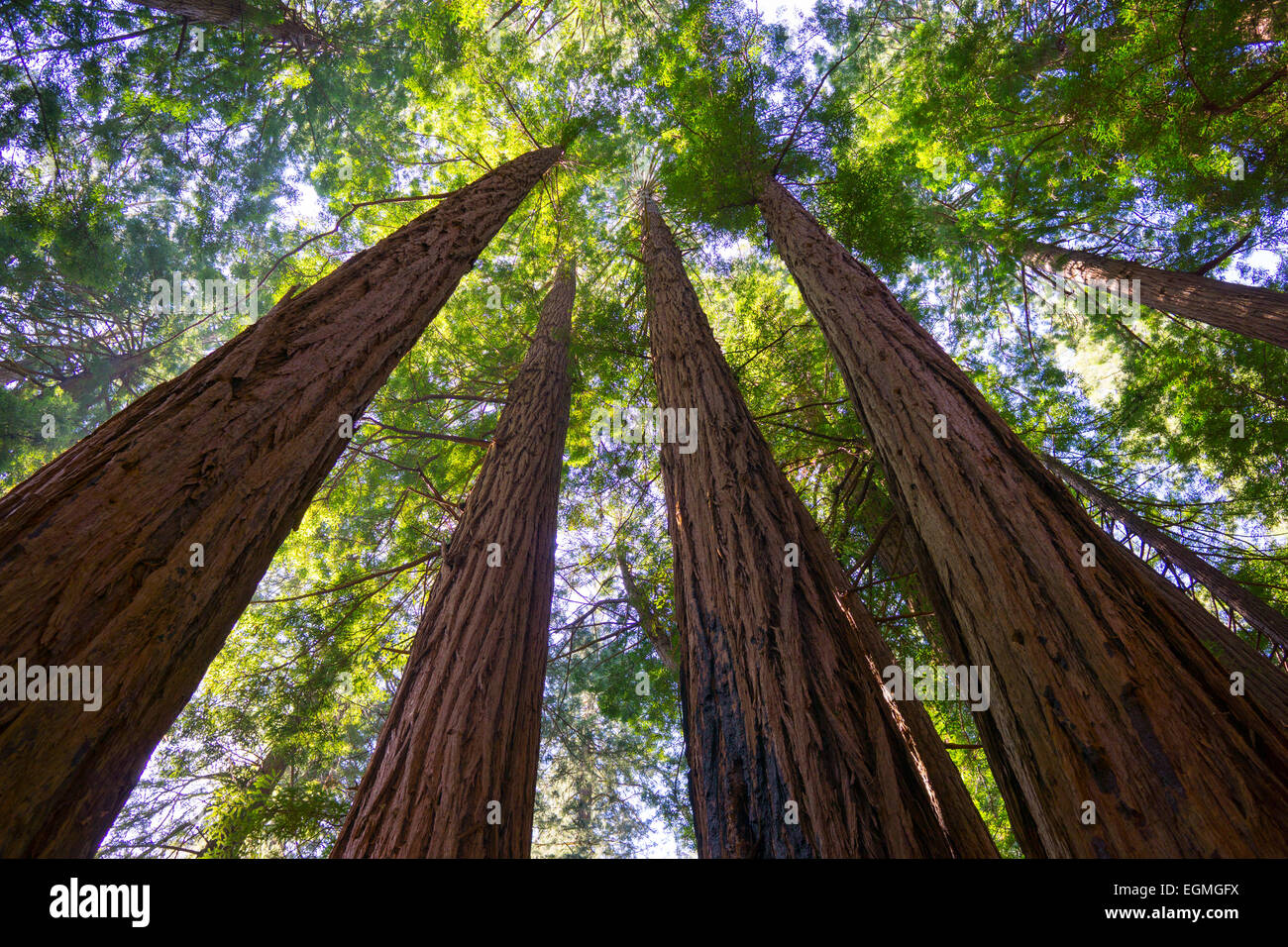 Große Mammutbäume in Muir Woods an einem sonnigen Tag im nördlichen Kalifornien, San Francisco. Stockfoto
