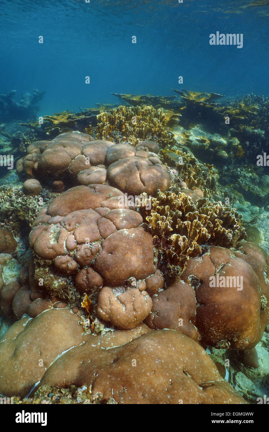 Unterwasserlandschaft von Stony Korallenriff in der Karibik Stockfoto