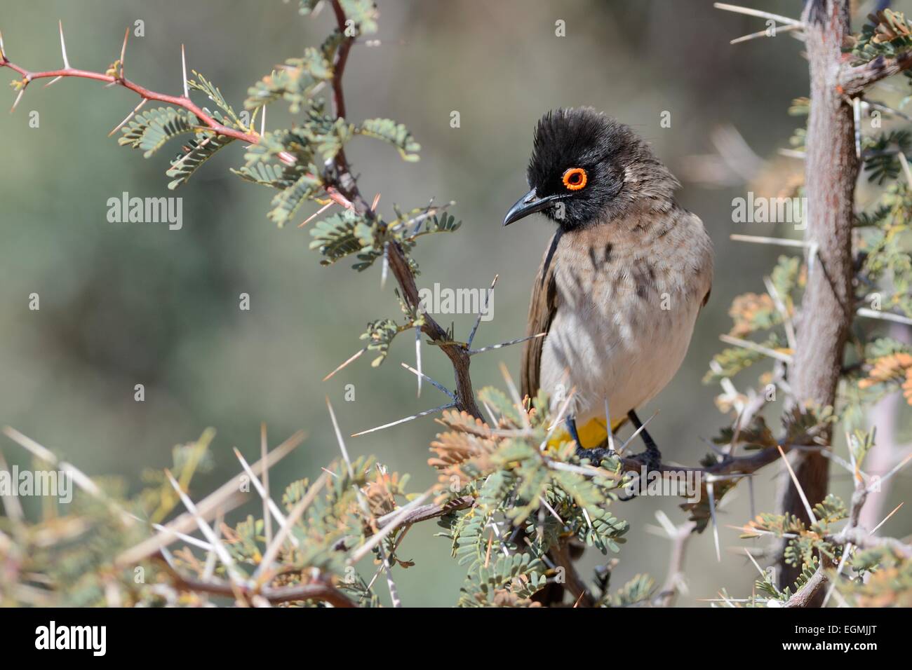 Afrikanische Red-eyed Bülbül (Pycnonotus Nigricans), auf einem Ast, Kgalagadi Transfrontier Park, Northern Cape, Südafrika, Afrika Stockfoto