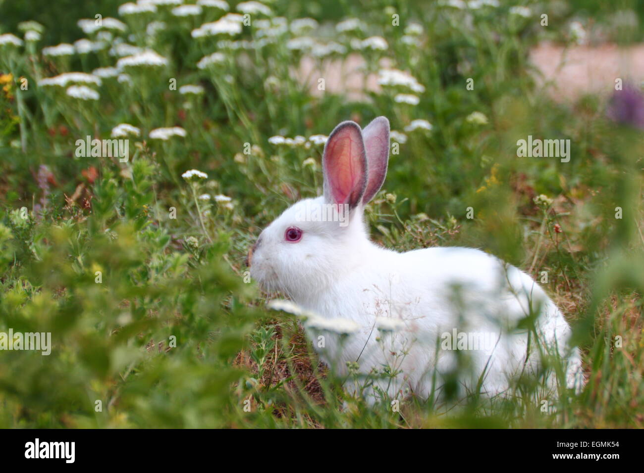 junge weiße Kaninchen versteckt in der Wiese Stockfoto