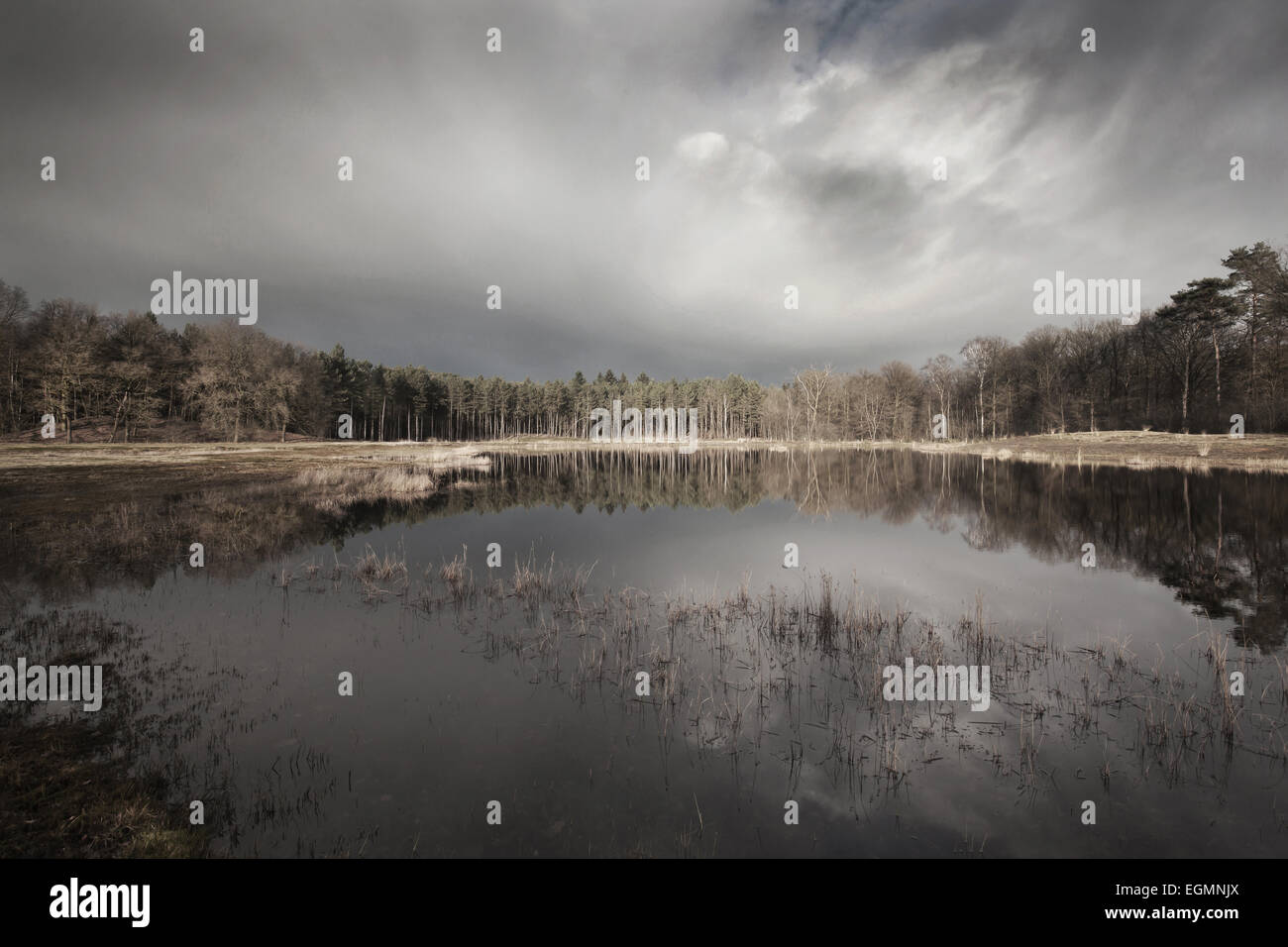 Moor-Landschaft auf ein trüber Tag geringer Sättigung Stockfoto