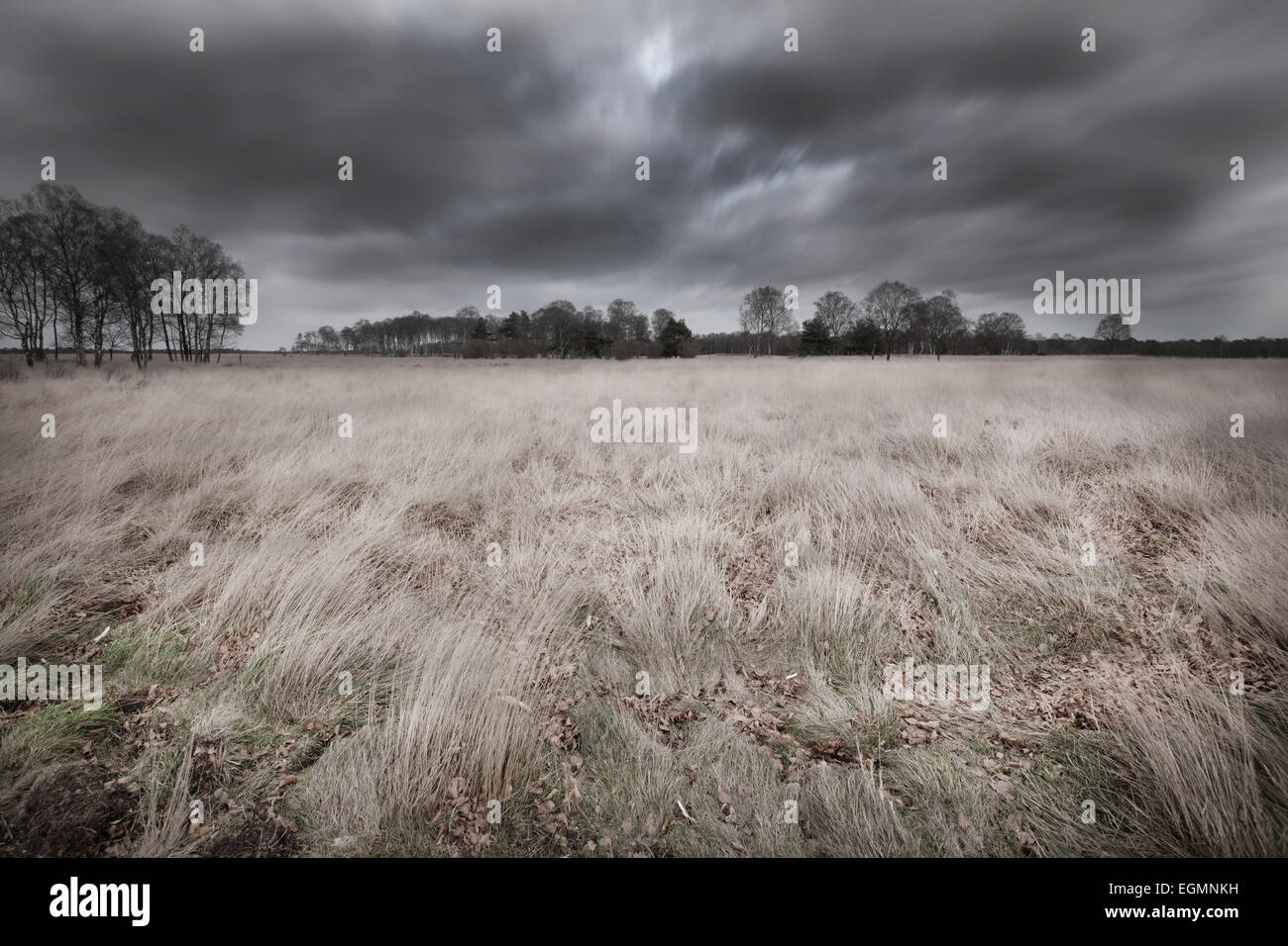 Heide-Landschaft an einem windigen Tag Stockfoto