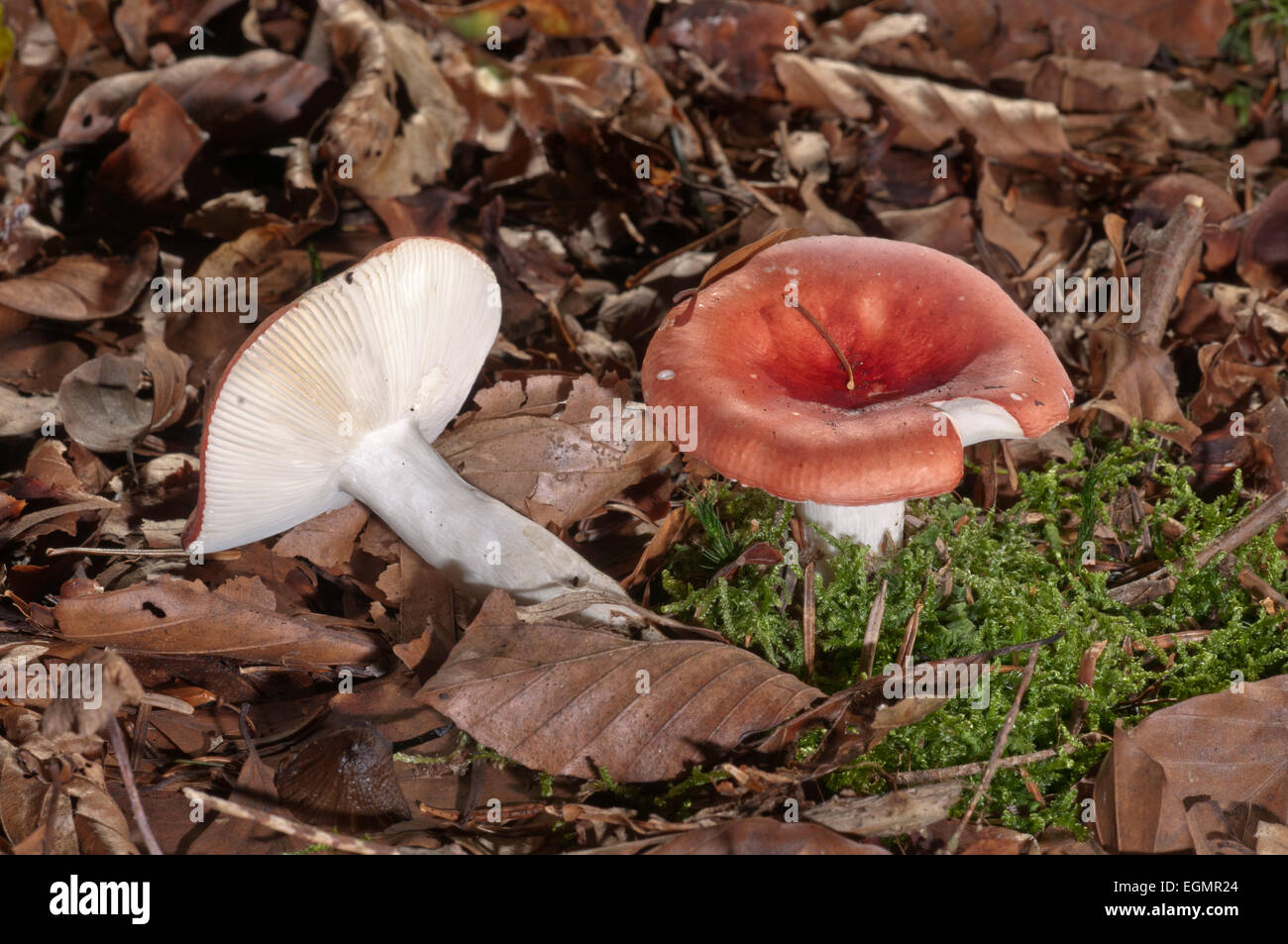 Ubling Pilze (ubling Grisescens), Baden-Württemberg, Deutschland Stockfoto