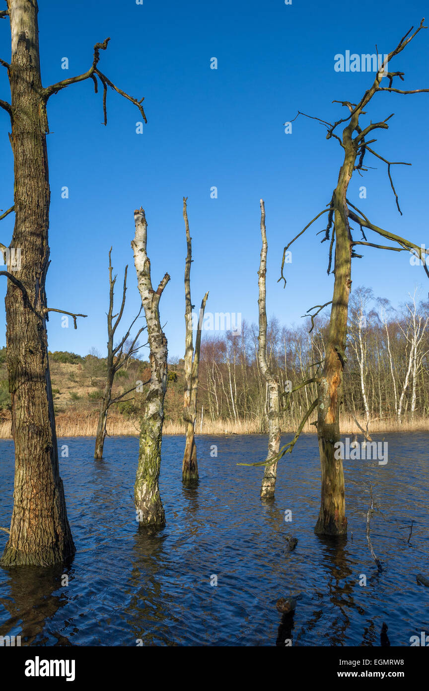 Tot und verfallenden Eiche und Silber Birken getötet durch den Anstieg des Grundwasserspiegels. Stockfoto
