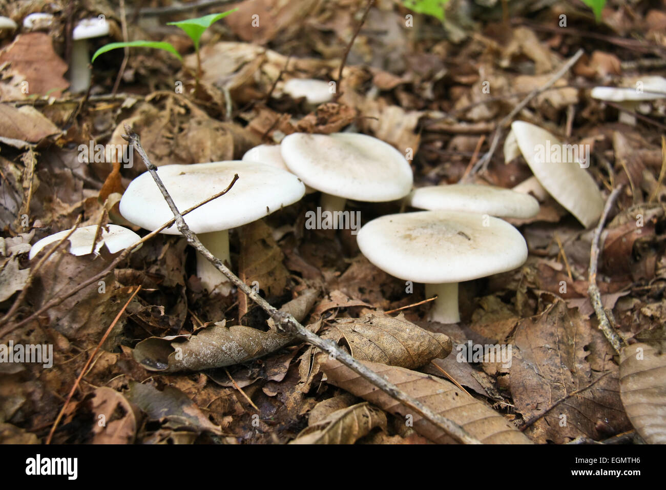 Essbare Pilze Nadelwälder - Tricholoma Portentosum. Stockfoto