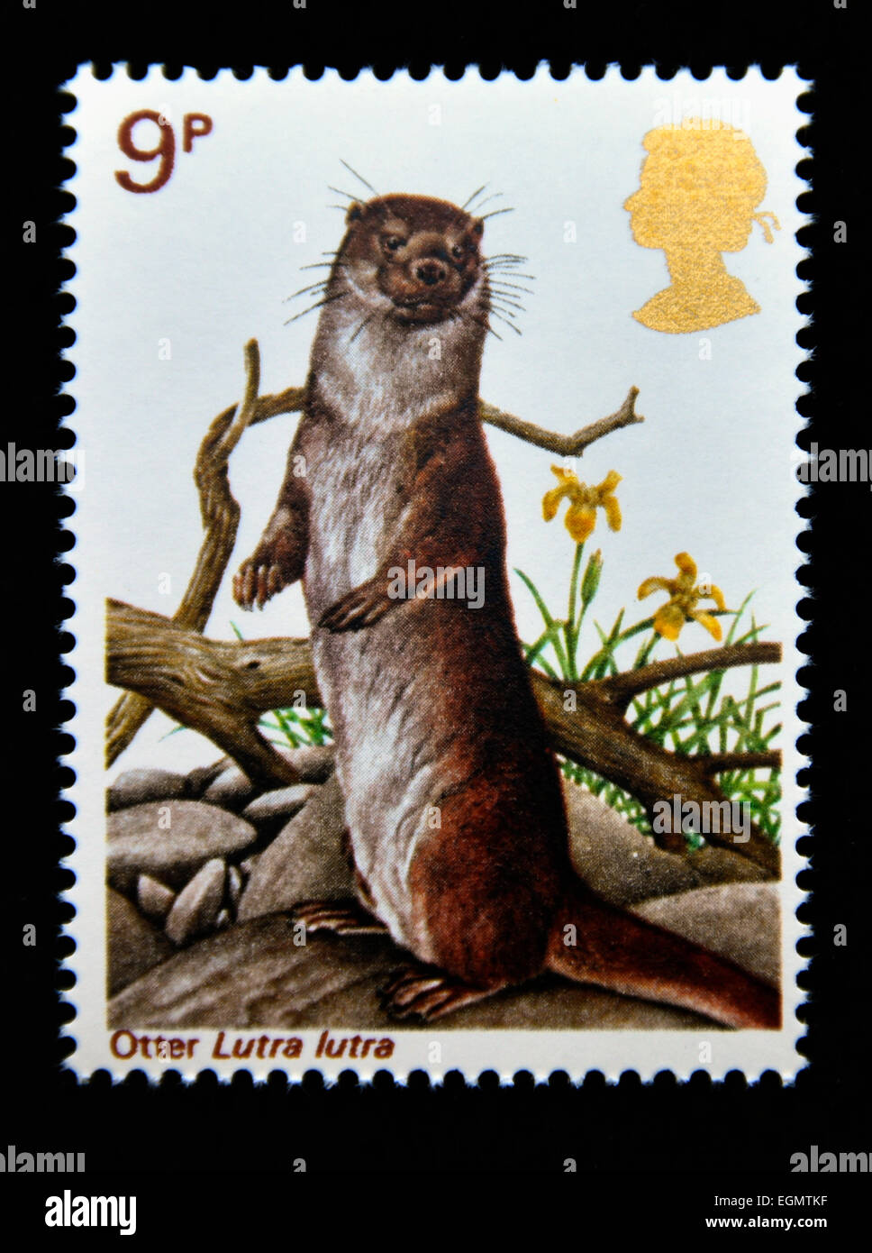 Briefmarke. Great Britain. Königin Elizabeth II. 1977. British Wildlife. Otter. Lutra Lutra. 9p. Stockfoto