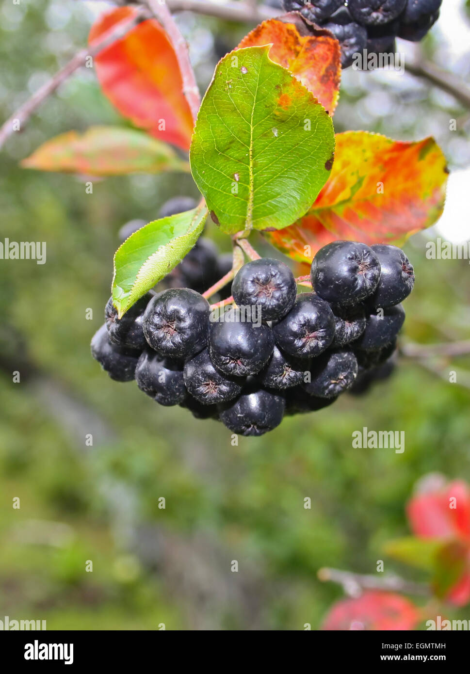 Haufen von Obst schwarze Apfelbeere - Aronia Melanocarpa. Stockfoto