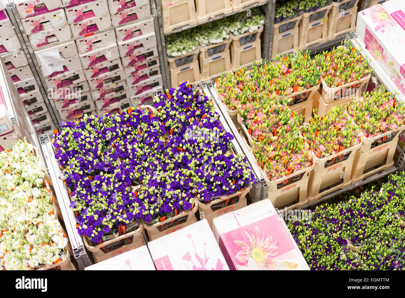 Kisten mit Blumen an der Flora Holland Blumenversteigerung in Aalsmeer Amsterdam Holland Stockfoto