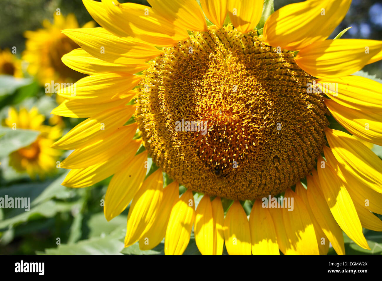 Pflanzenöl Familie Asteraceae Sonnenblume - Blume der Sonne, Helianthus. Stockfoto