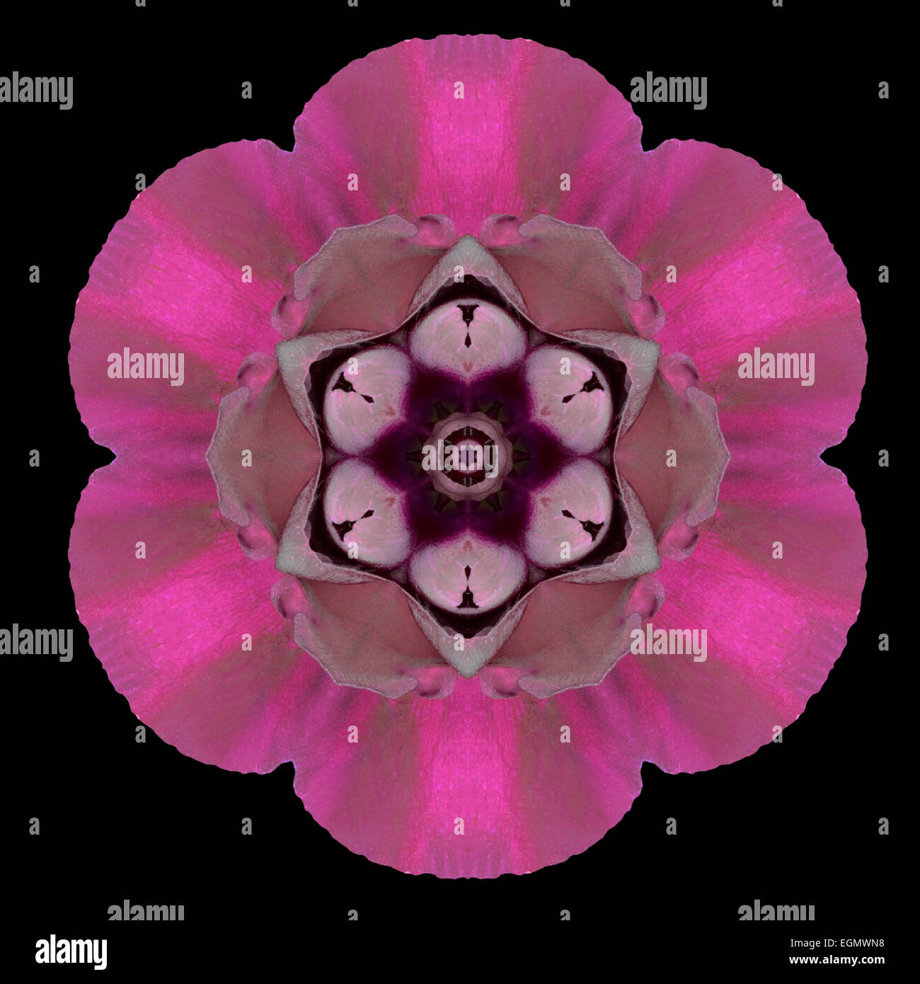 Lila Blume Mandala. Kaleidoskopische Gestaltung isoliert auf schwarzen Hintergrund. Gespiegelte Muster Stockfoto