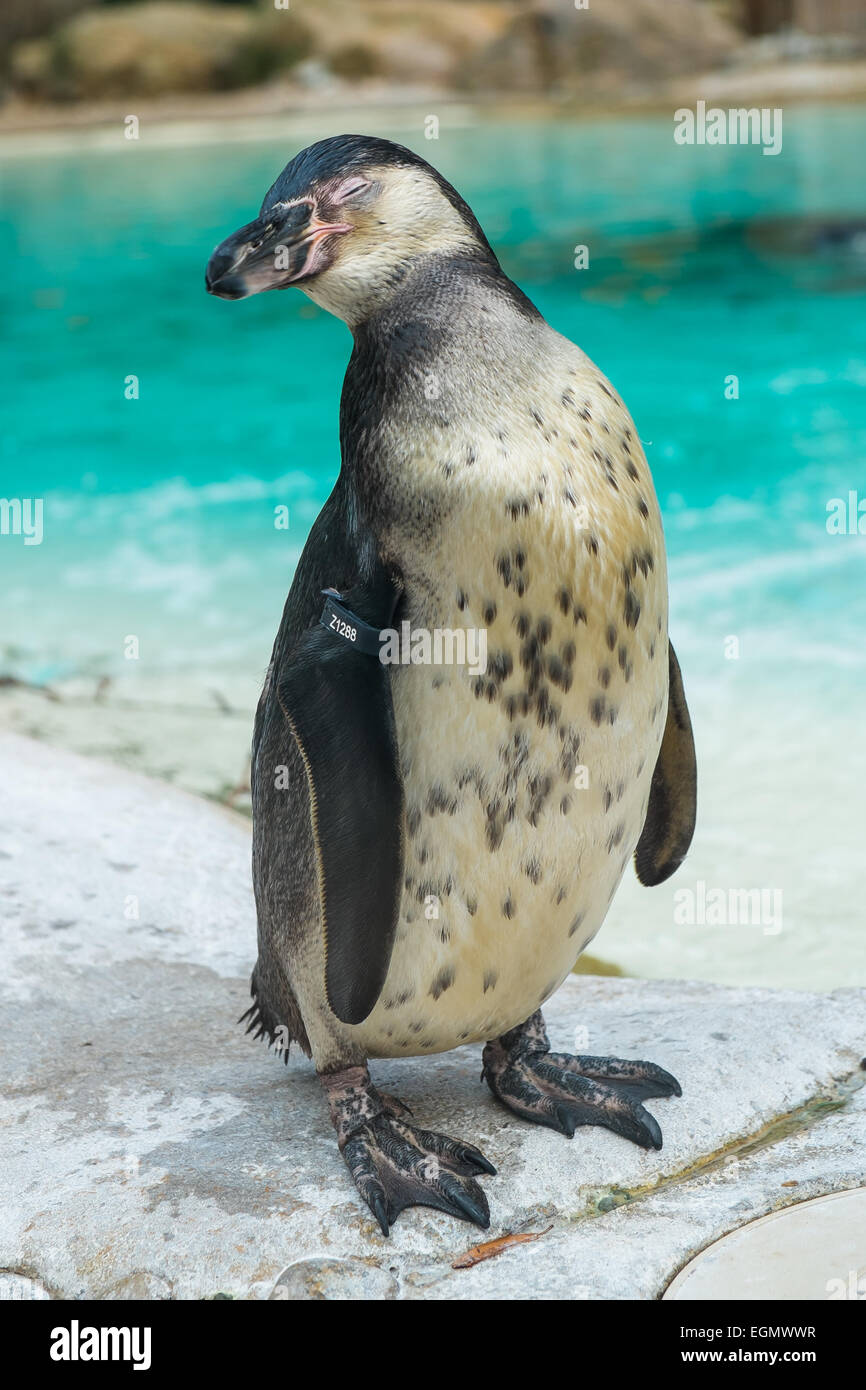 Humboldt-Pinguin mit seinen Augen geschlossen. Stockfoto