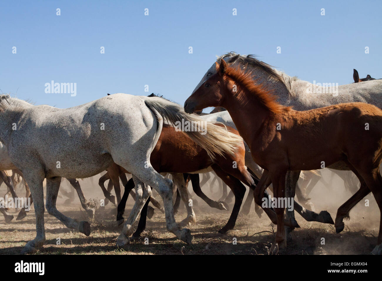 Herde von wilden Pferde frei laufen. Stockfoto