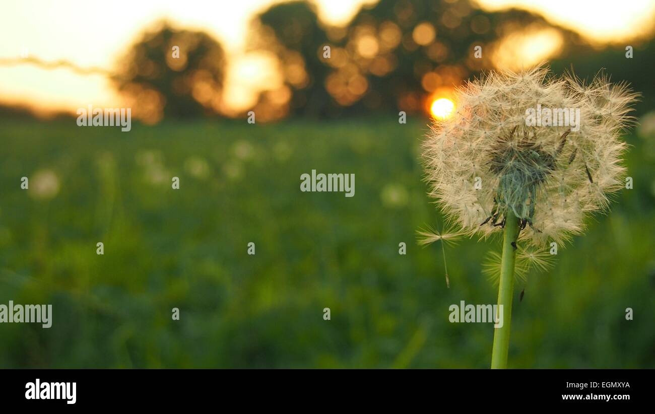 Sonnenuntergang in der Natur Stockfoto
