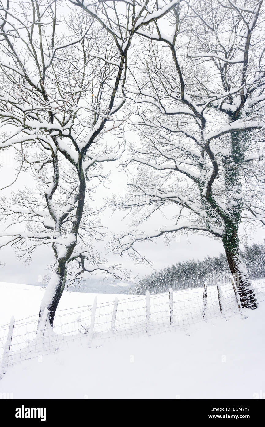 Winter und Schneelandschaft mit gefrorenen Bäumen Stockfoto