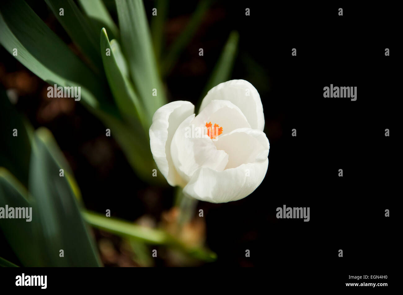 Crocus Vernus Subsp Albiflorus weiße Krokus Blume Stockfoto