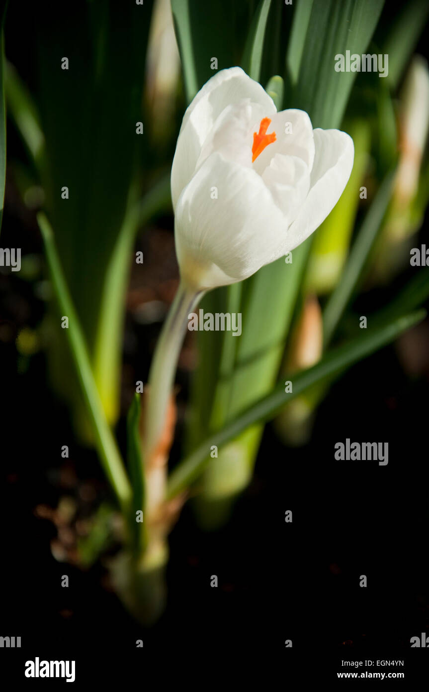 Crocus Vernus Subsp Albiflorus weiße Krokus Blume Stockfoto