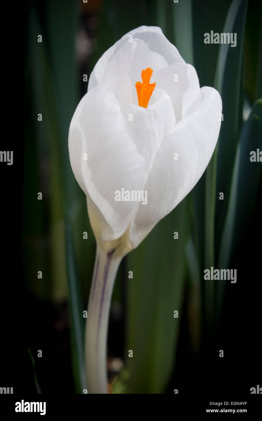 Crocus Vernus Subsp Albiflorus weiße Krokus Blume Stockfoto
