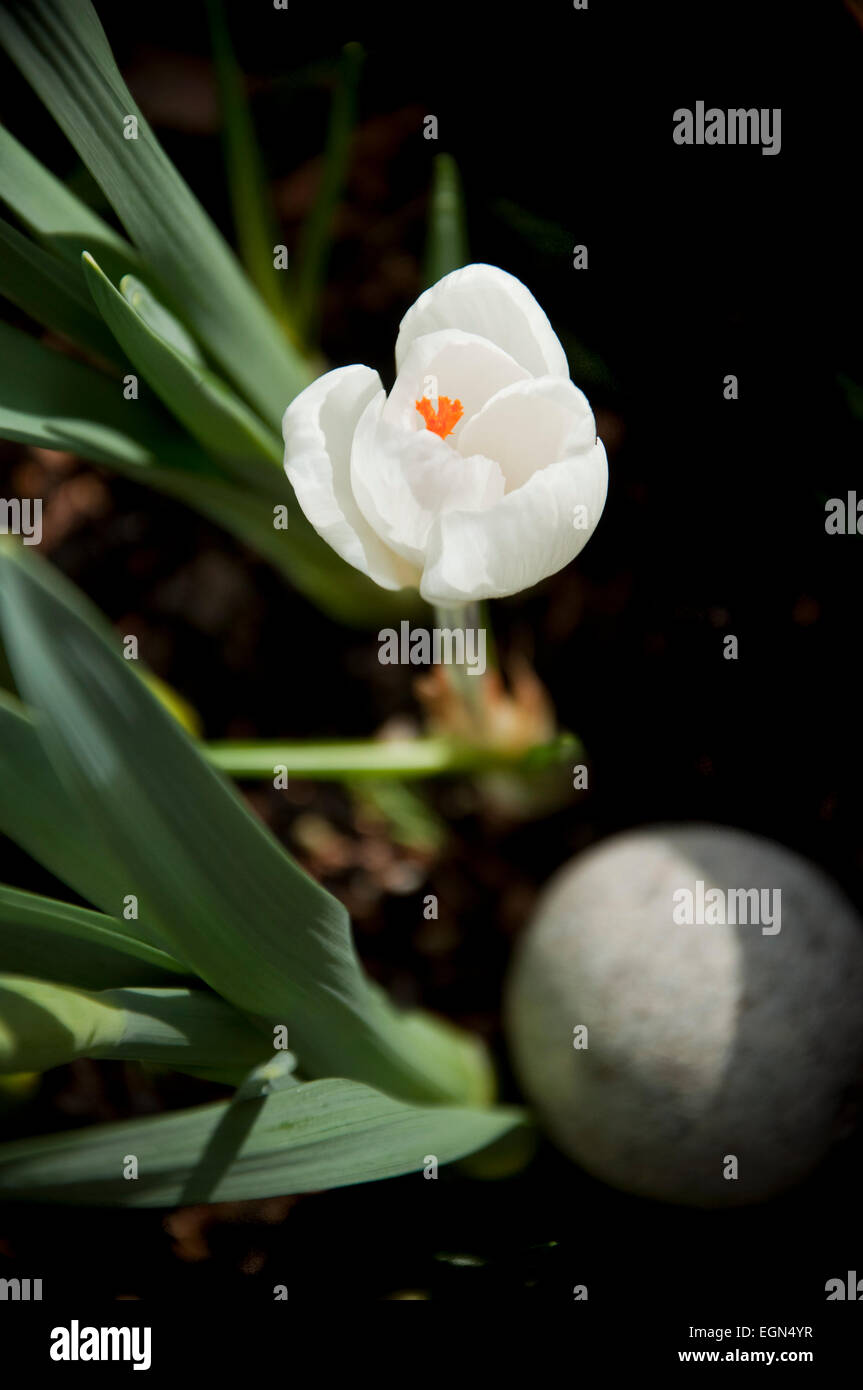 Crocus Vernus Subsp Albiflorus weiße Krokus Blume Stockfoto