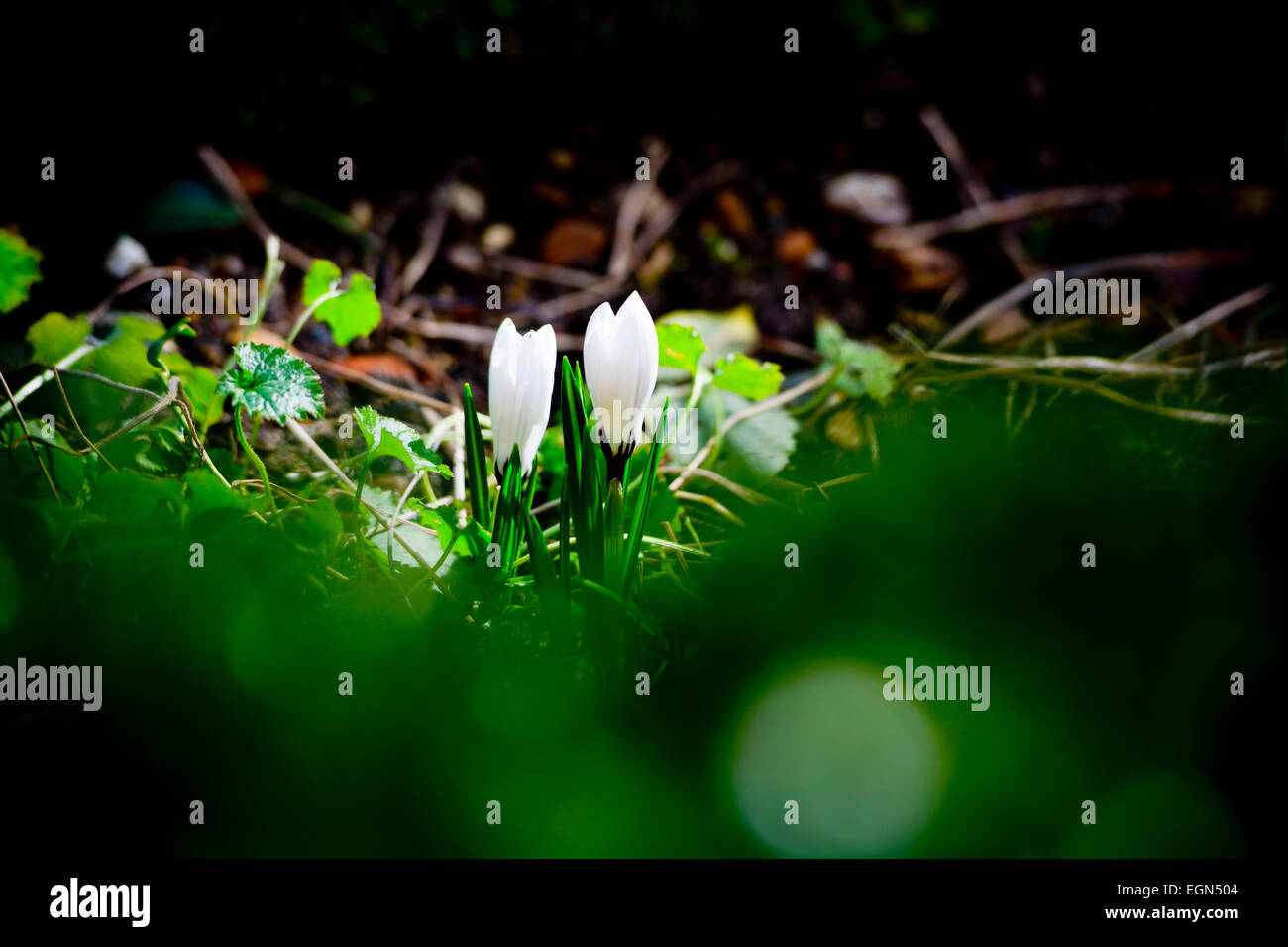 Crocus Vernus Subsp Albiflorus weiße Krokus Blume Stockfoto