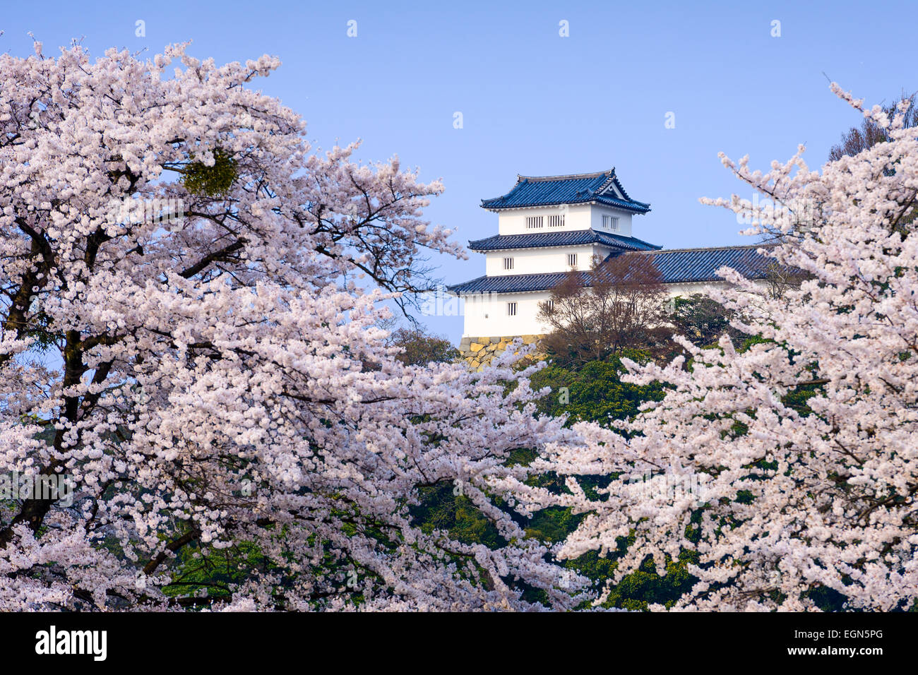Hikone, Japan in Hikone Castle im Frühjahr. Stockfoto